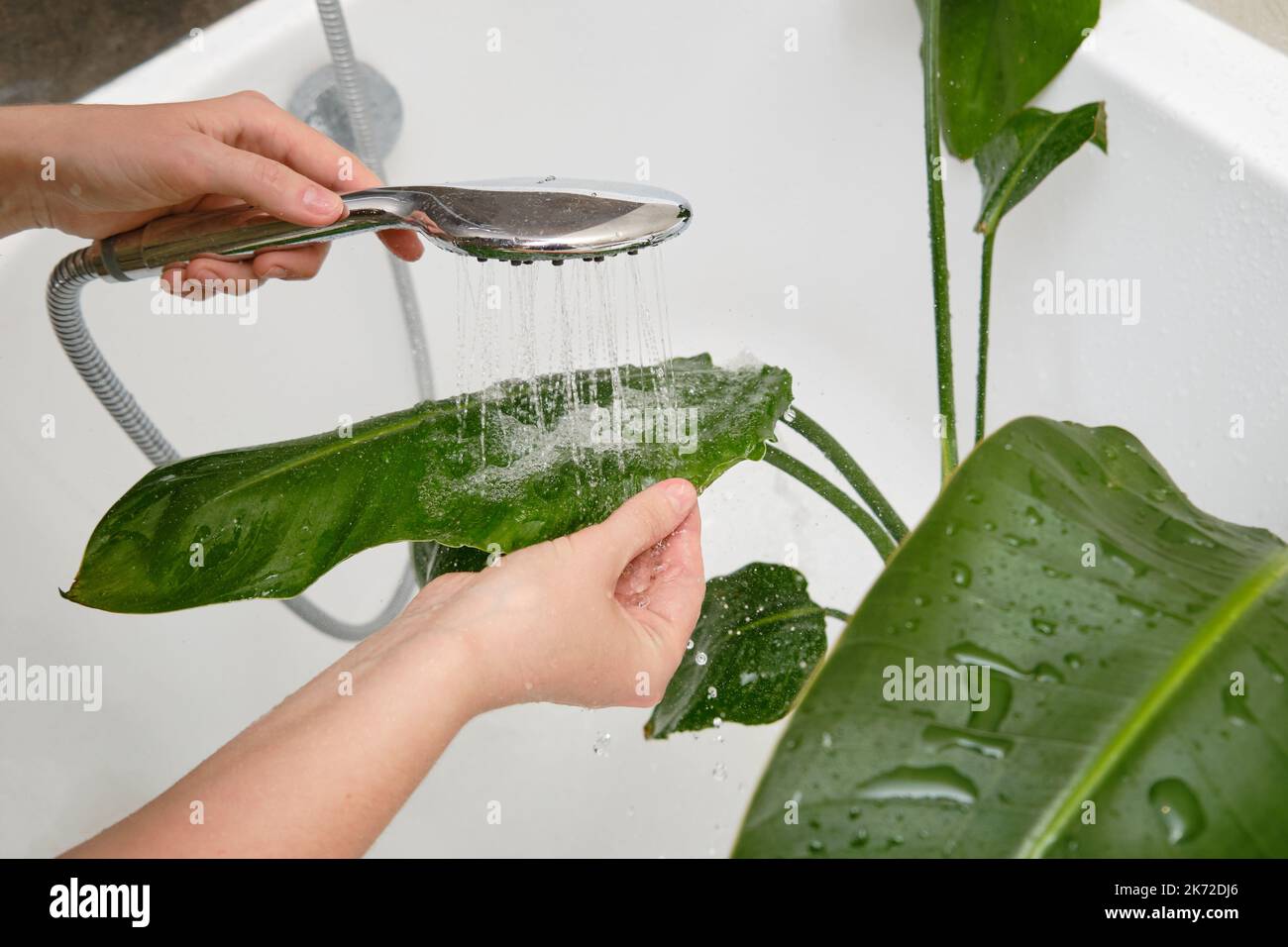 Washing plants in the home bathroom for cleaning from insects and