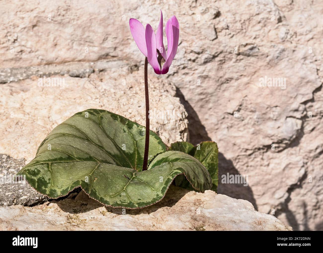cyclamen plant with a single leaf and one pink flower growing between