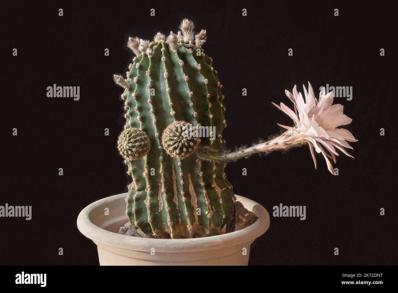 Funny looking Easter Lily Echinopsis eyriesii cactus with one beautiful six inch white and pink flower waving goodbye on a black background Stock Photo