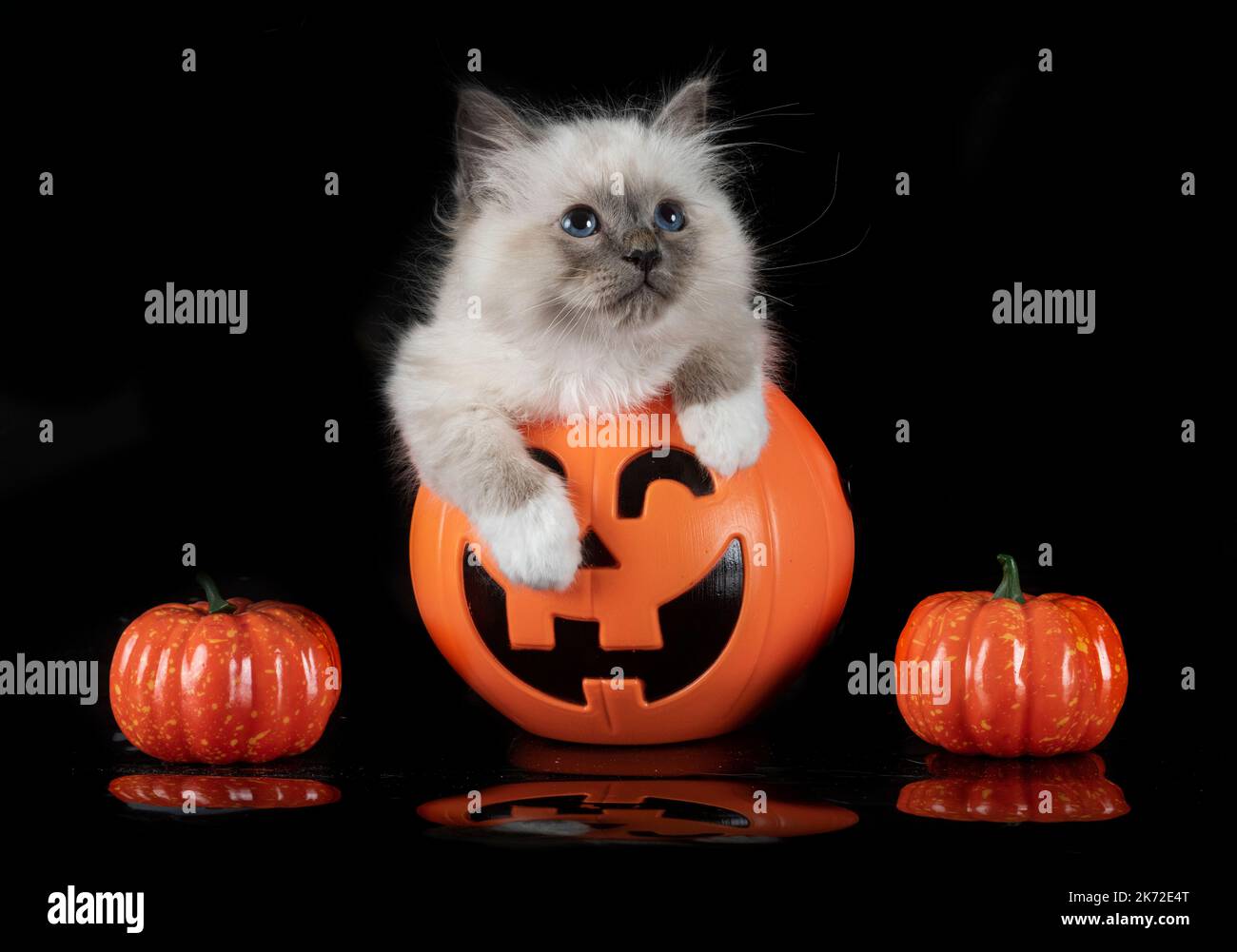young birman cat in front of black background Stock Photo - Alamy