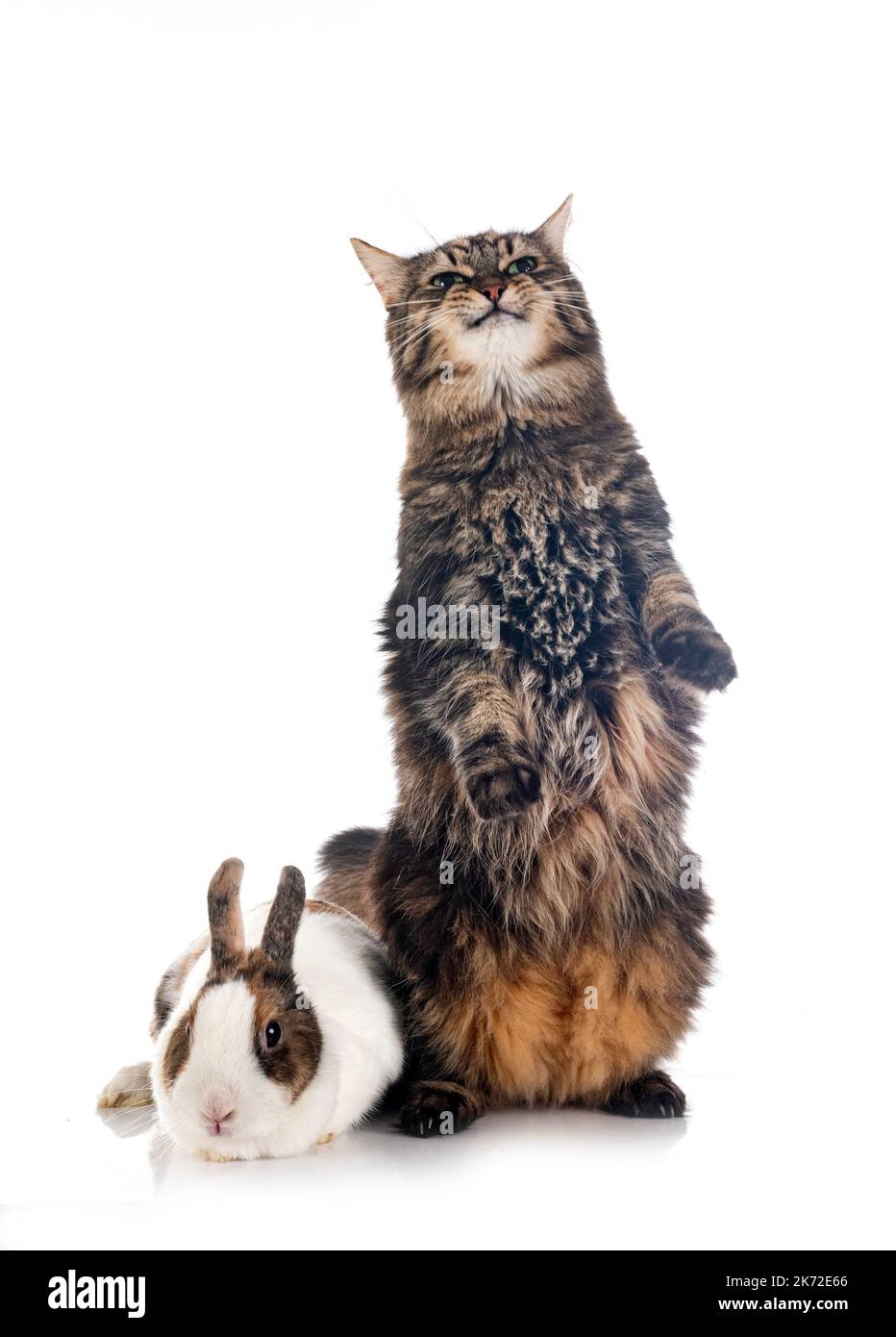 maine coon and rabbit in front of white background Stock Photo - Alamy