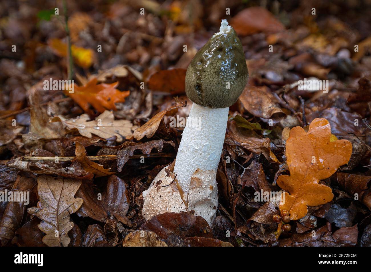 Phallus impudicus fungi also known as stinkhorn with spore gel dripping down the olive green cap and surounded by autumn oak leaves on the ground. Stock Photo