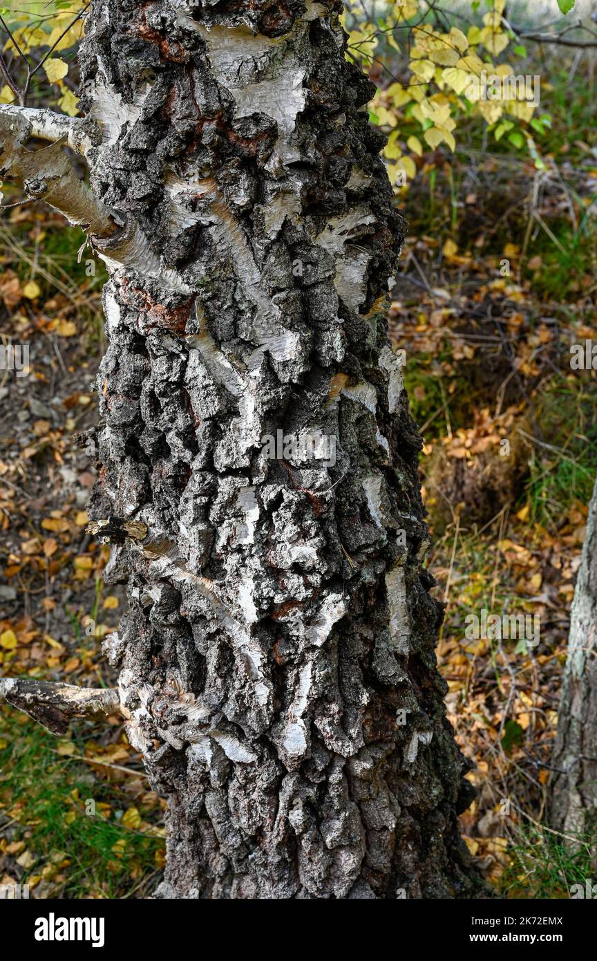 Rough birch bark on old tree trunk Stock Photo