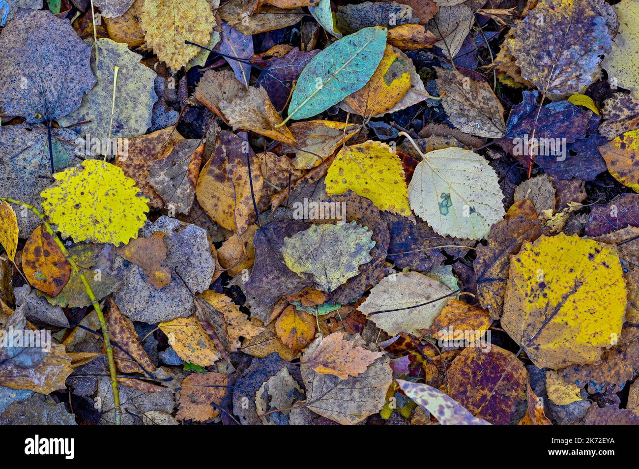 closeup on ground full of autumn colored leaves Stock Photo