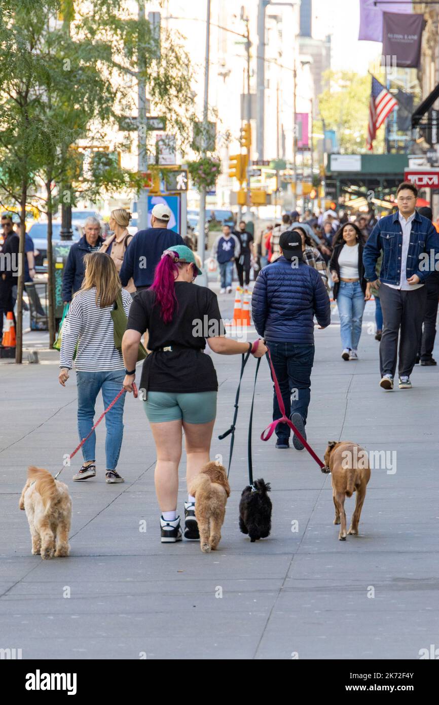 professional dog walker on street, Manhattan, New York City, USA Stock Photo