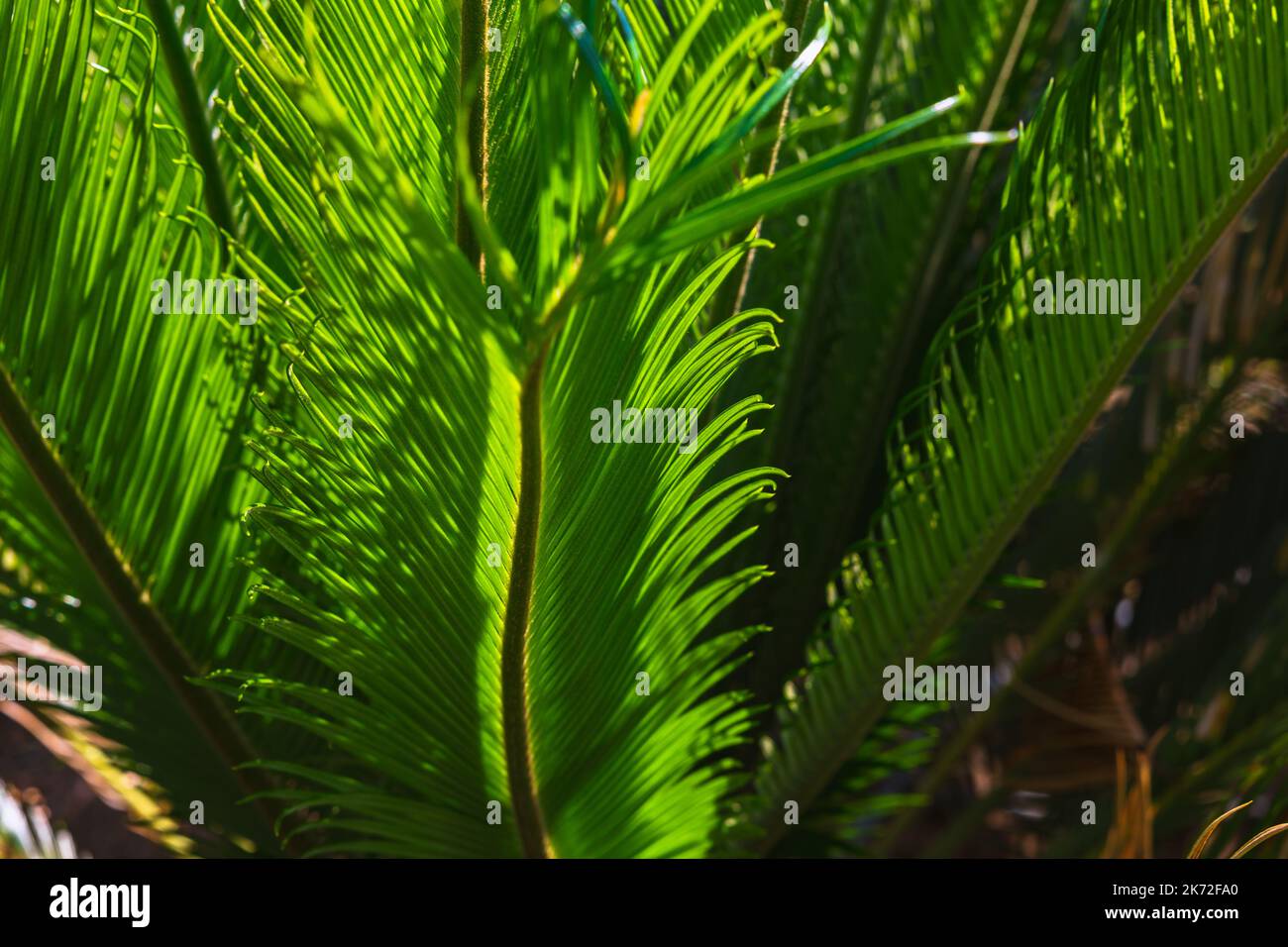 Leaves of Cycas Revoluta or Sago Palm background photo. Decorative plants for gardens or parks. Stock Photo