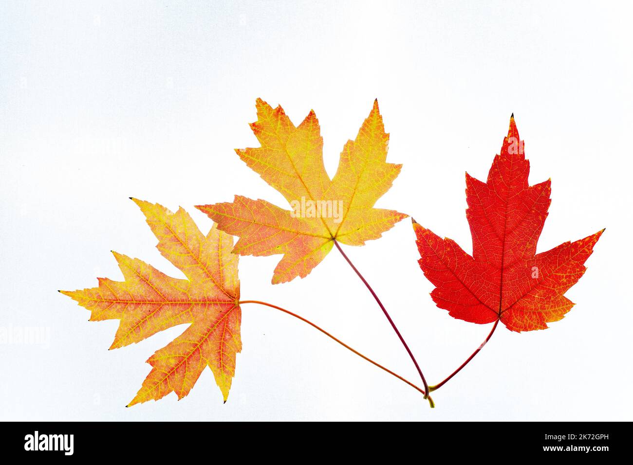 Two beautiful maple leaves hi-res stock photography and images - Alamy