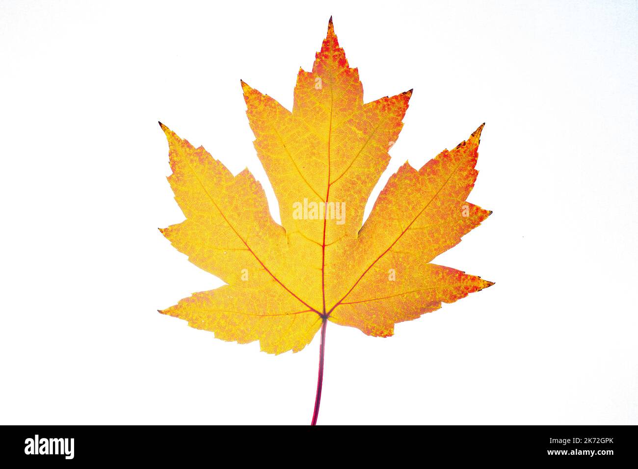 One Yellow autumn maple leaf isolated on white background Stock Photo ...