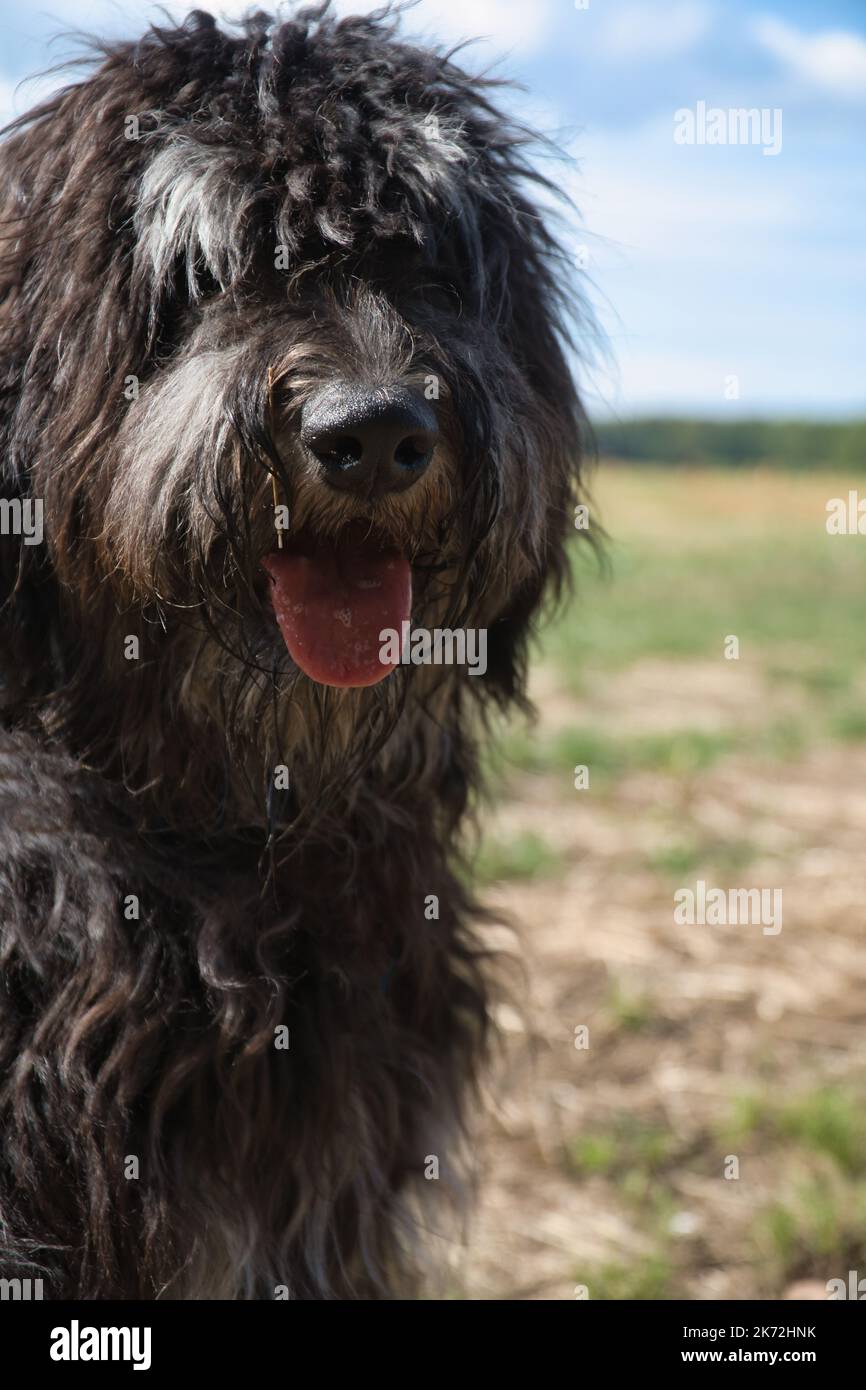 Fluffy black dog hi-res stock photography and images - Alamy Fluffy black dog hi-res stock photography and images - Alamy