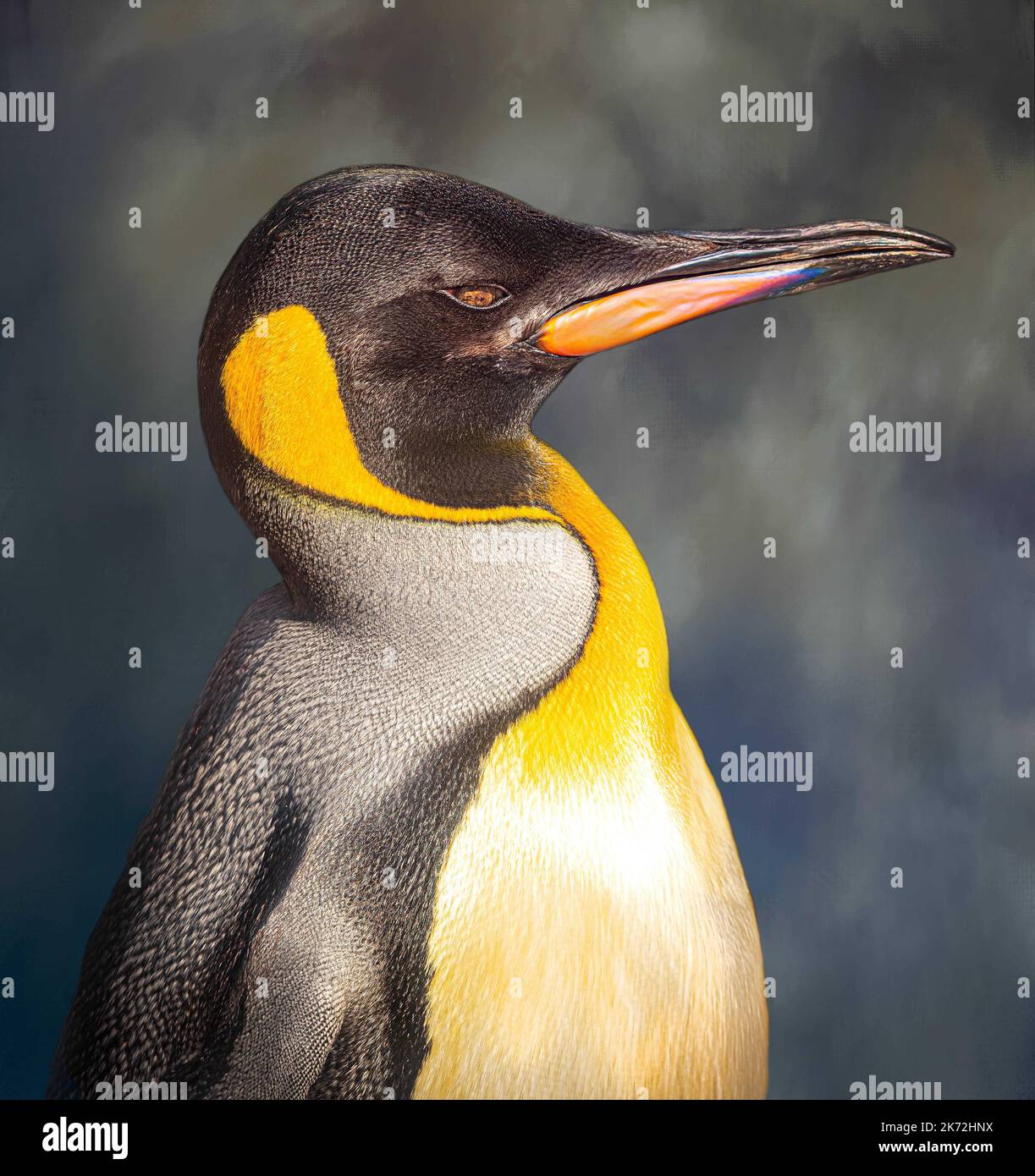 Sir nils olav iii hires stock photography and images Alamy