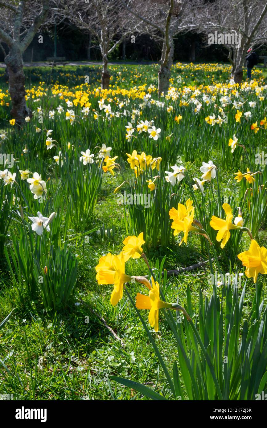 Daffodils, Whitby, Porirua, Wellington, North Island, New Zealand Stock