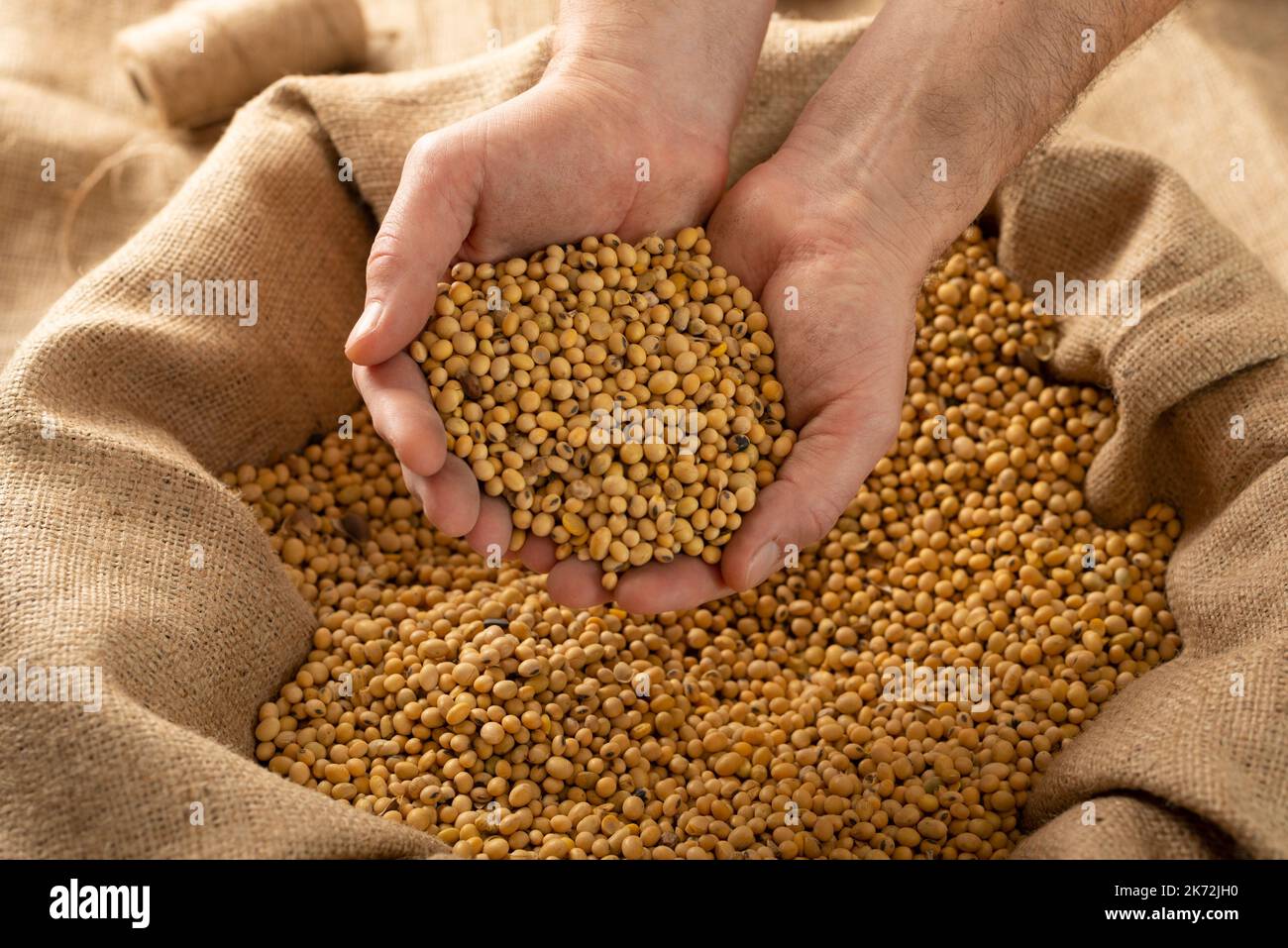 Caucasian male showing soybeans in his hands over burlap sack Stock Photo