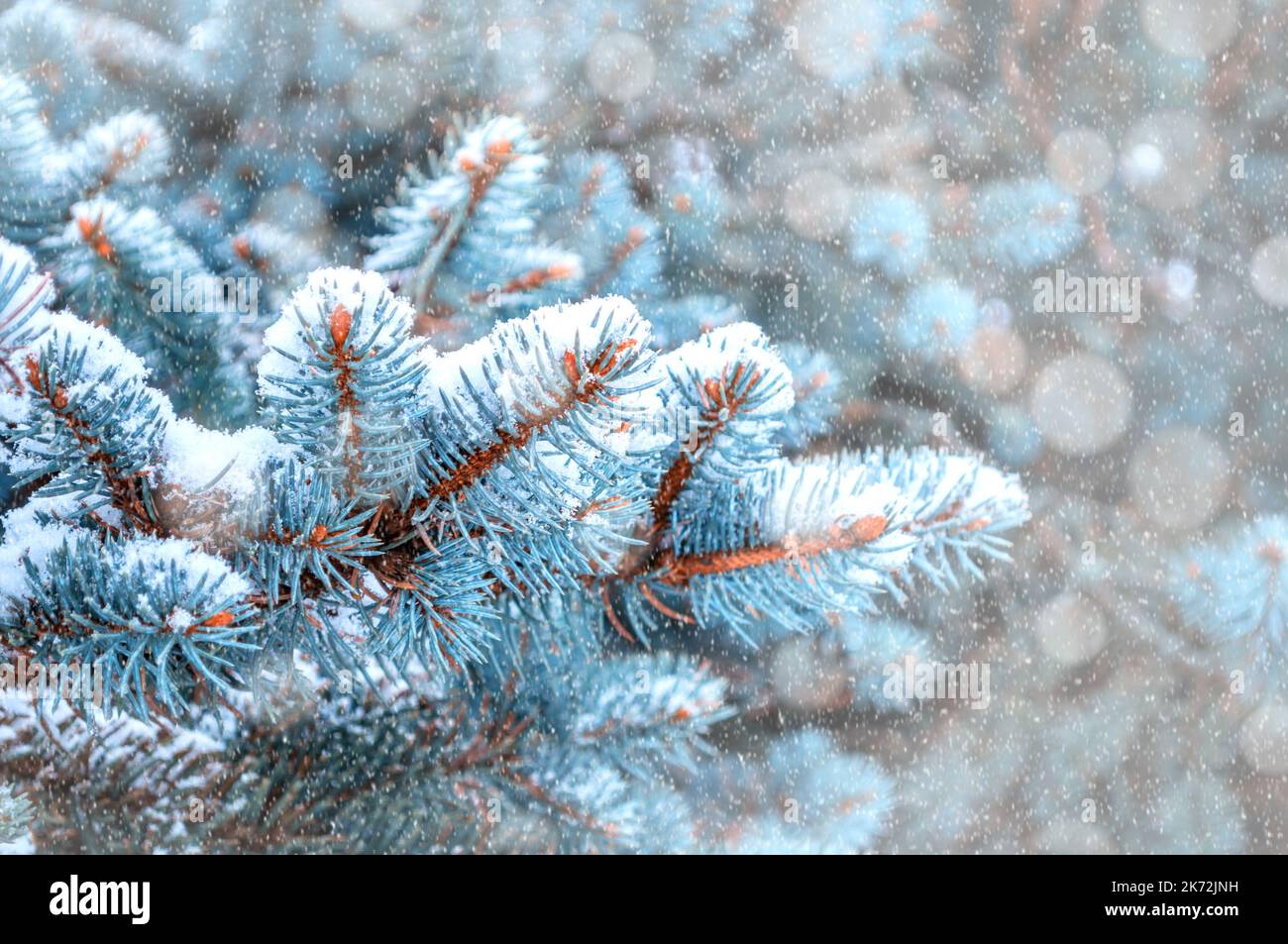 Winter landscape. Pine tree branches under winter snowfall, closeup of winter forest nature, free space for text Stock Photo