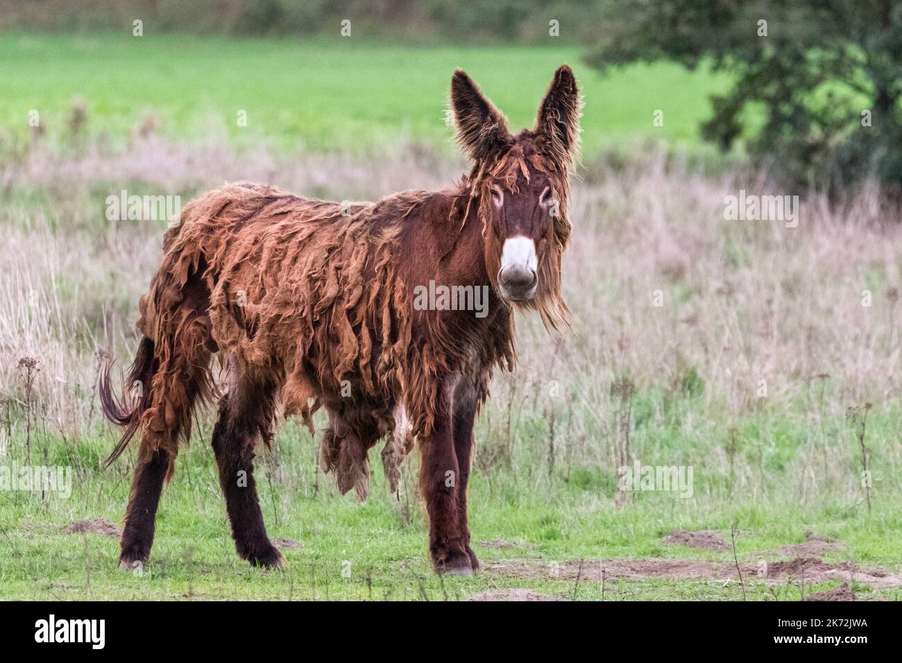 Baudet du Poitou, also Poitevin or Poitou donkey endangered breed with  typical long coat Stock Photo - Alamy