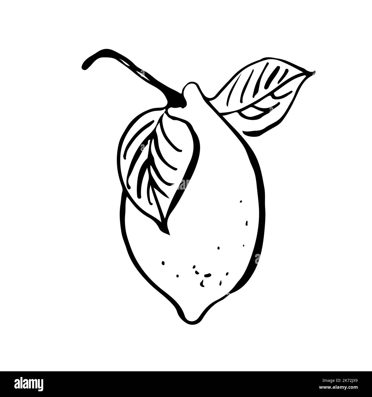 Lemon vector illustration, hand drawn fruit isolated on white ...