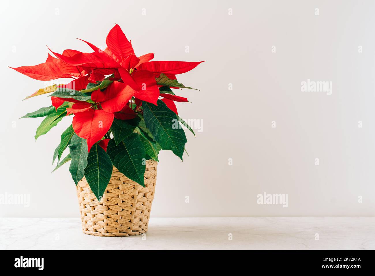 Natural miniature Christmas flower poinsettia in pot on white table with natural decor and white background. Xmas greeting card with copy space and Stock Photo