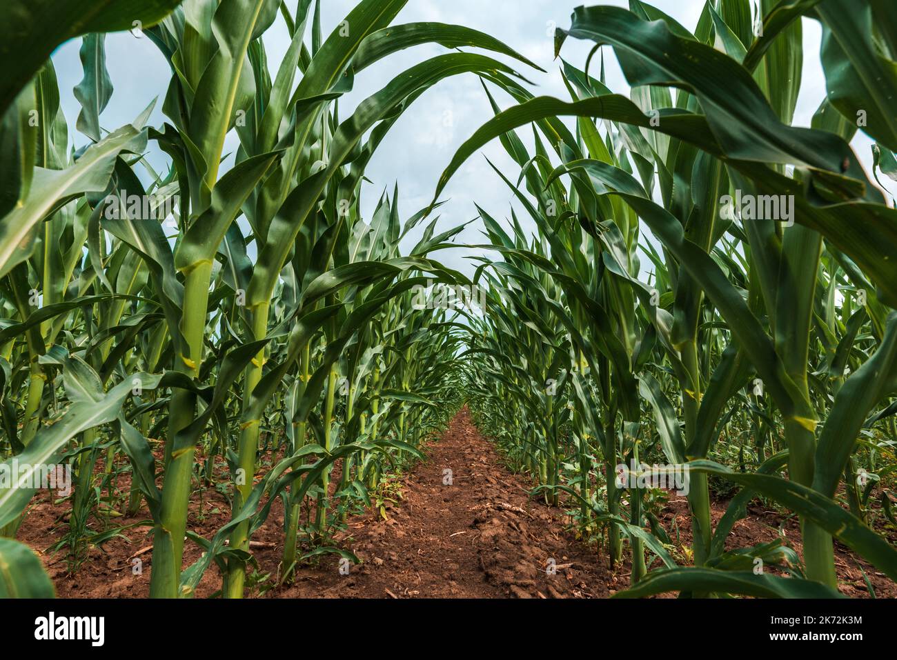 Corn plantation. Young green maize crops in cultivated field in diminishing perspective. Selective focus. Stock Photo