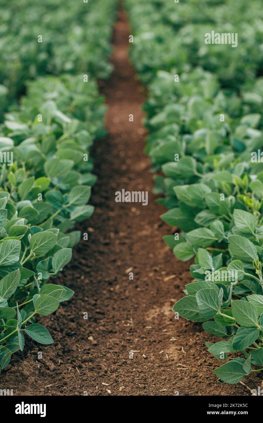 Soybean crops (Glycine max) in cultivated agricultural field in diminishing perspective, selective focus Stock Photo