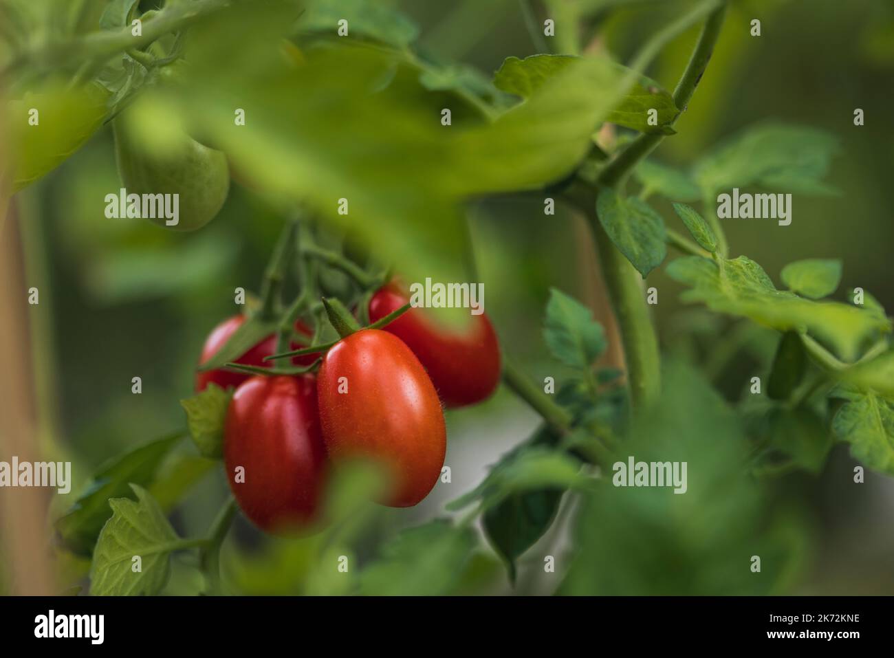 Close-up of tomatoes on branch Stock Photo