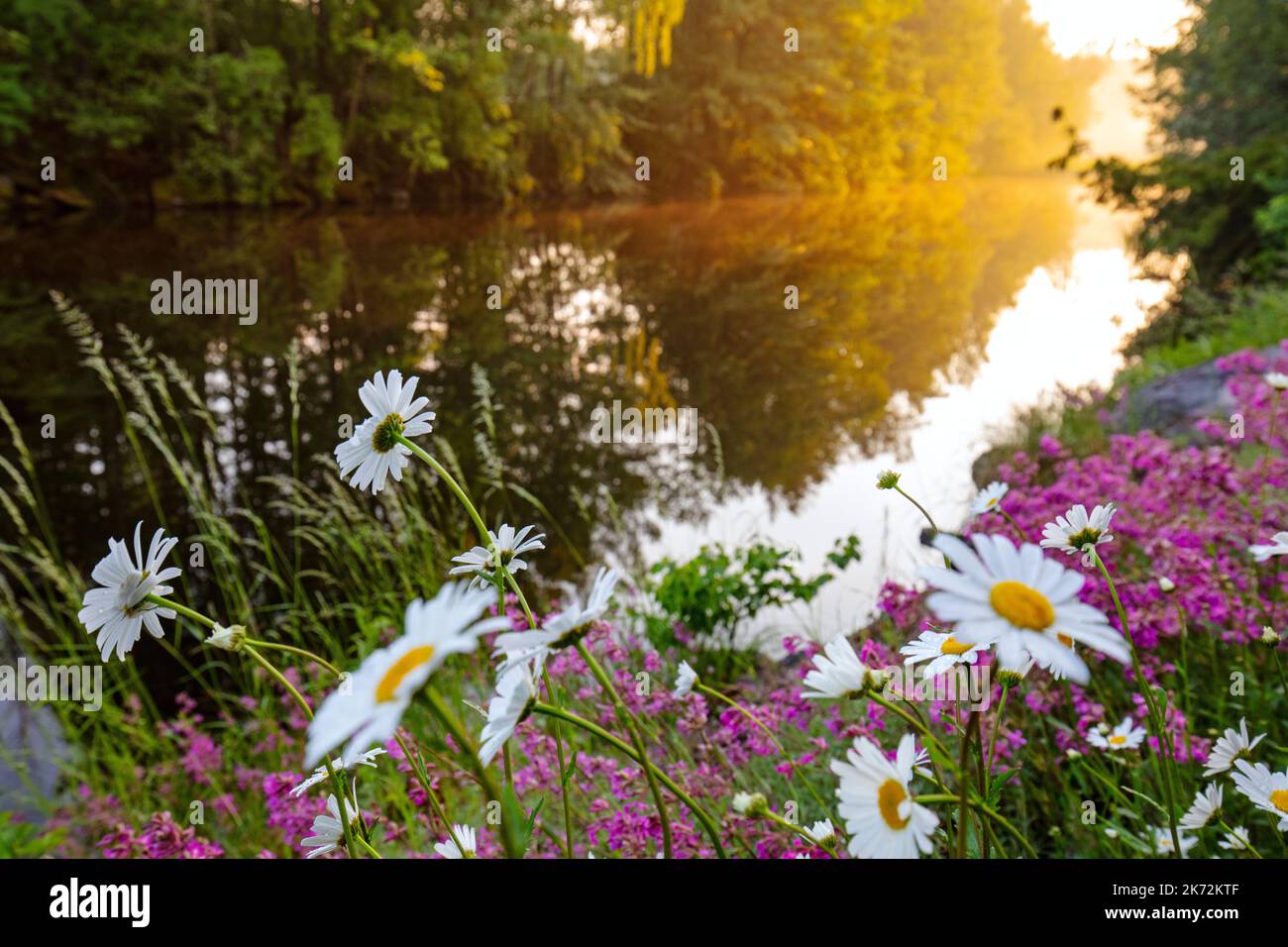 Wildflowers at sunset hi-res stock photography and images - Alamy
