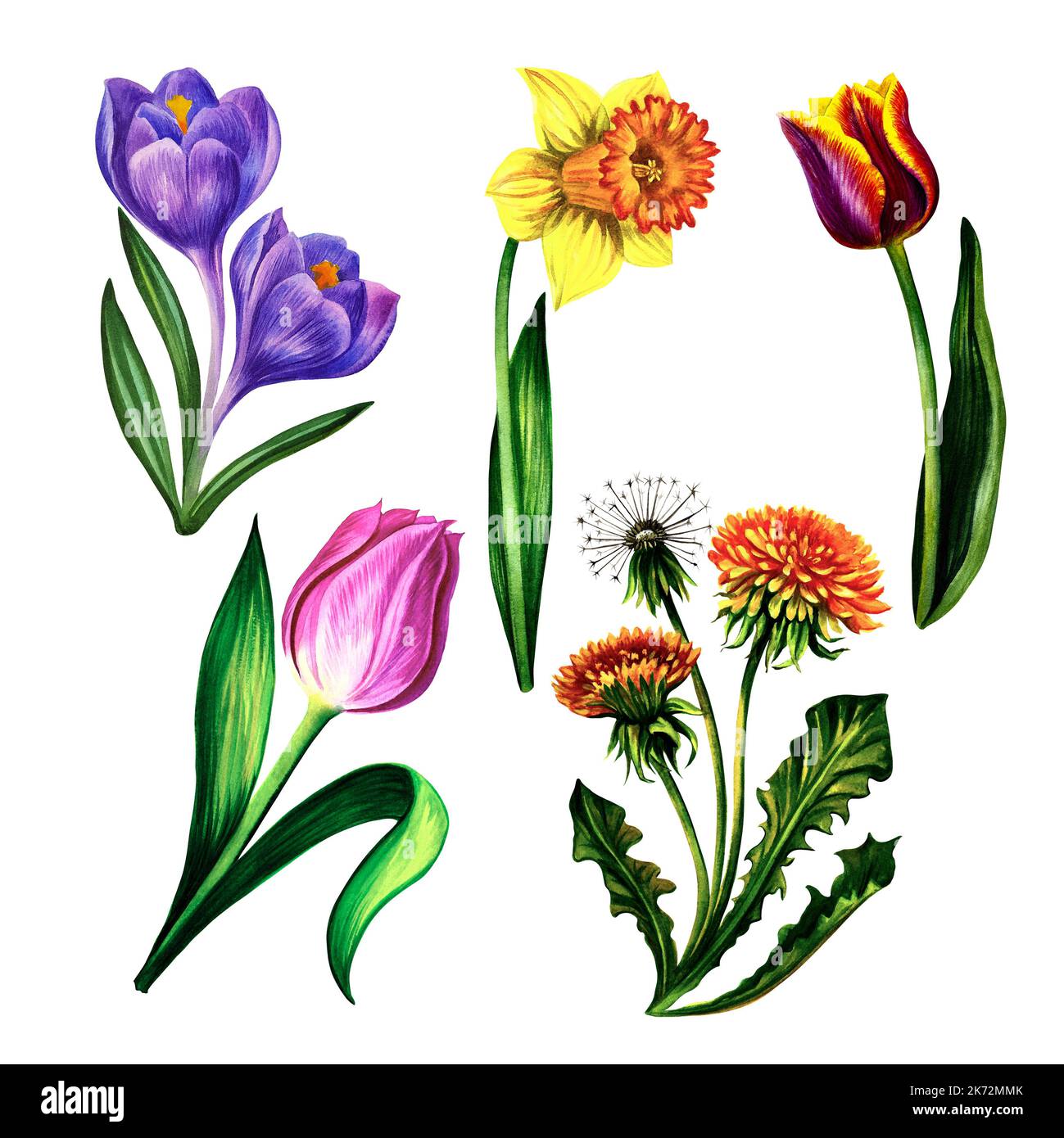 Set of spring flowers tulips narcissus dandelion crocuses. Isolate on ...
