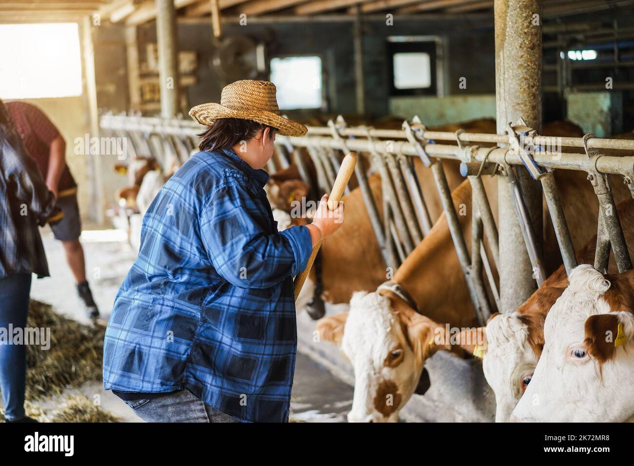 Young curvy farmer woman working inside cowshed - Focus on hat Stock Photo
