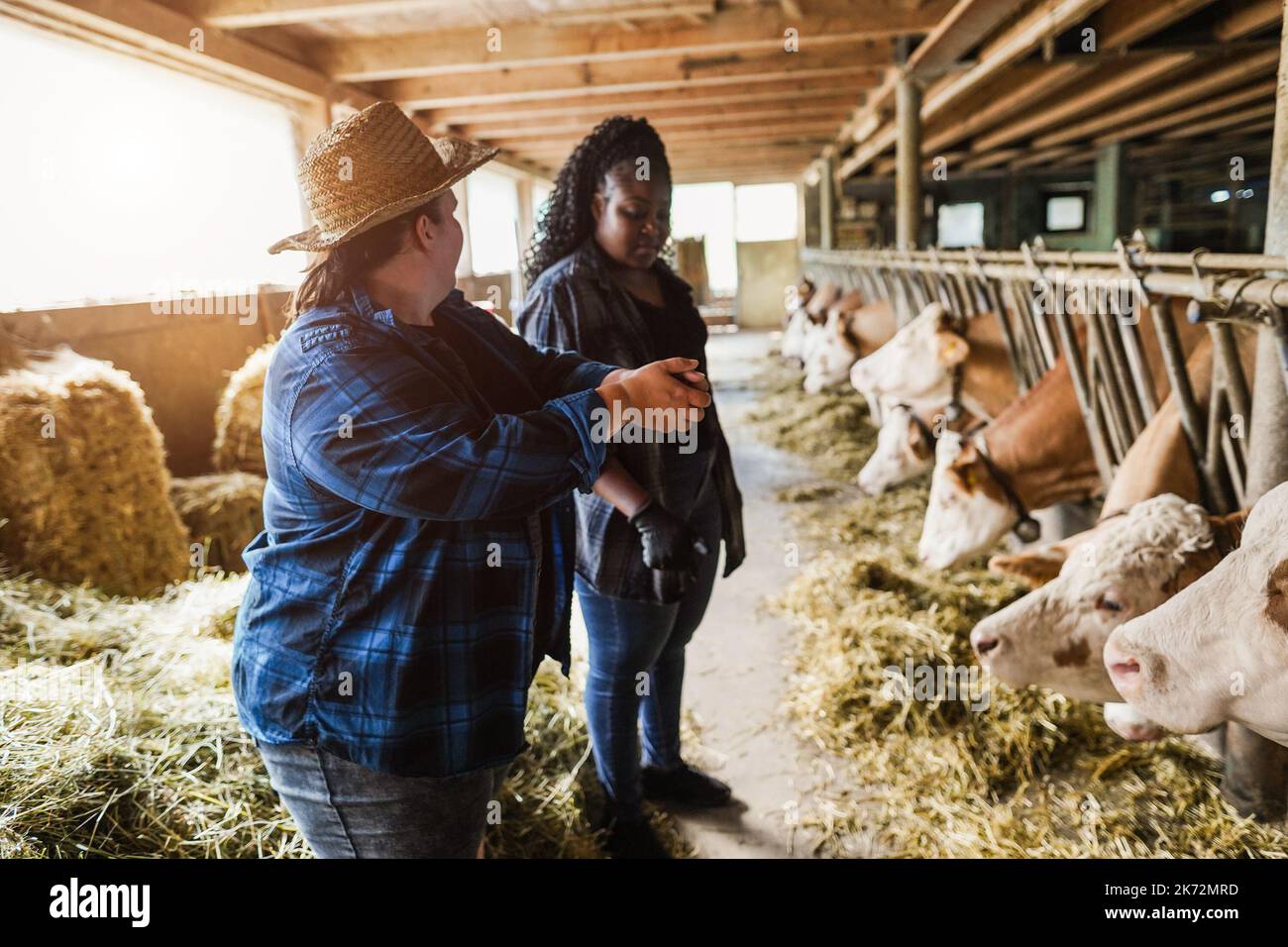 Young multiracial farmer people working together inside cowshed while using digital tablet - Soft focus on left woman arm Stock Photo