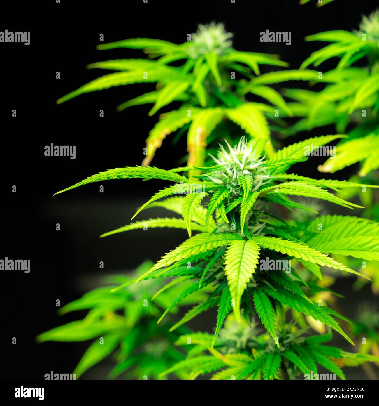 Closeup single cannabis plants with gratifying full grown buds ready to