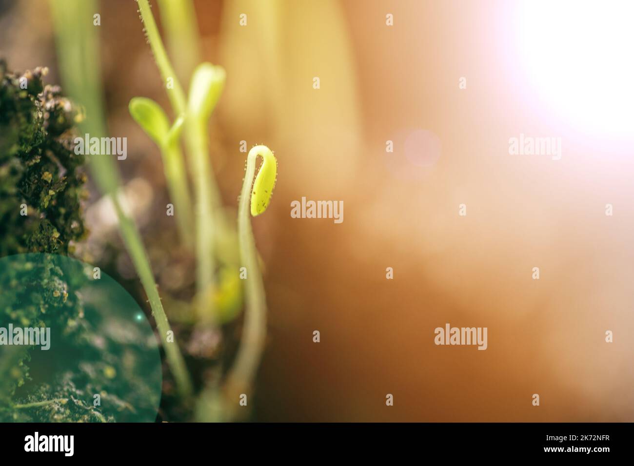 green seedling growing out of soil Stock Photo - Alamy