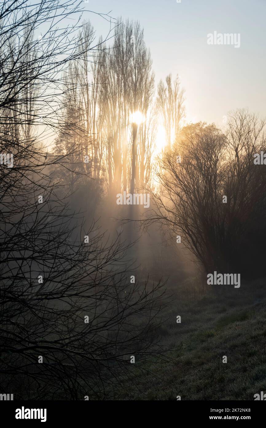 Misty morning, Waipukurau, Central Hawke's Bay, North Island, New Zealand Stock Photo Alamy