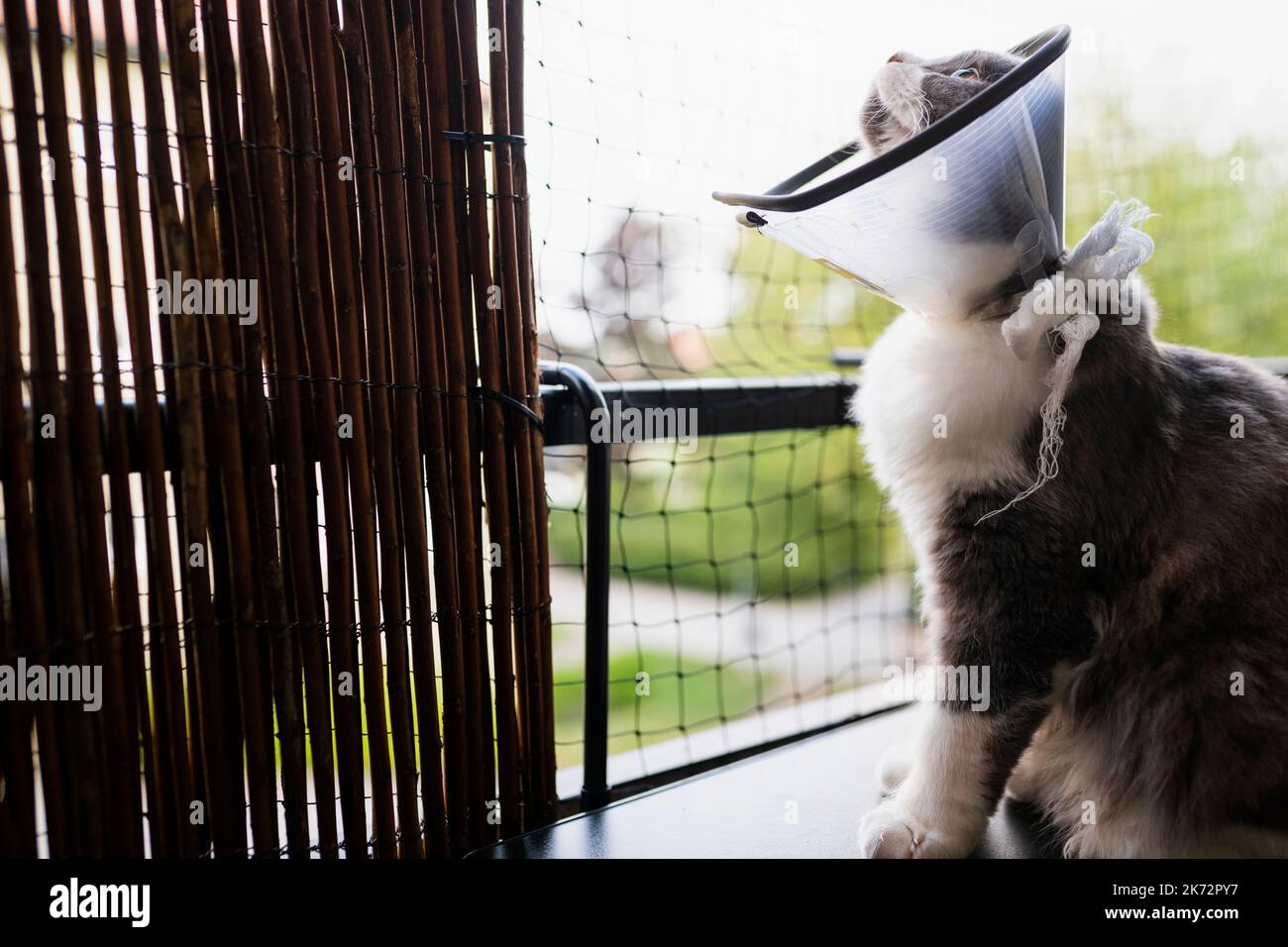 Cat wearing veterinary collar Stock Photo