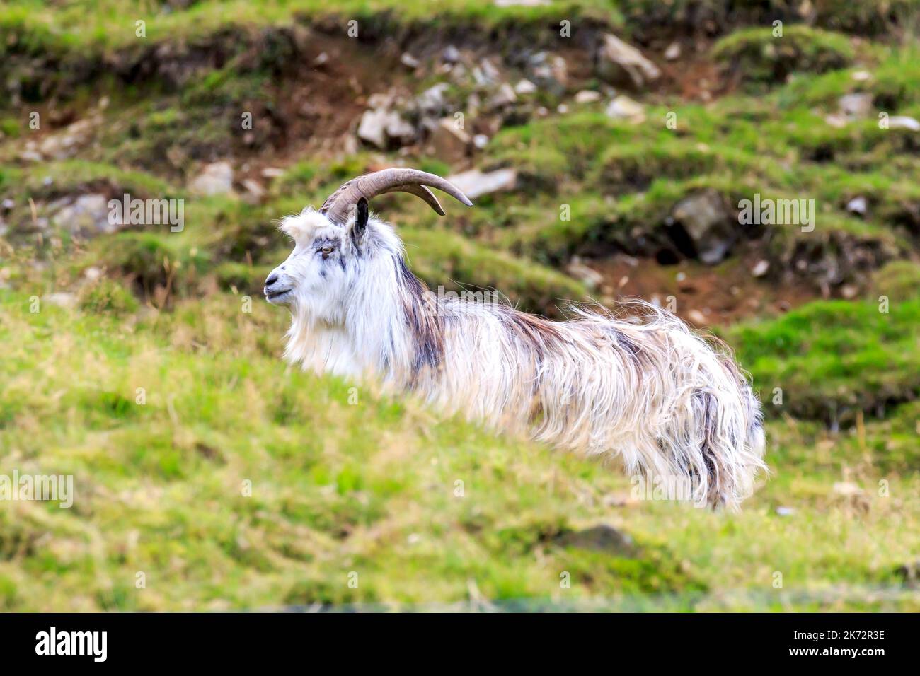 Single Wild Goat standing on a hillside near Birkhill, Moffat, Scotland Stock Photo