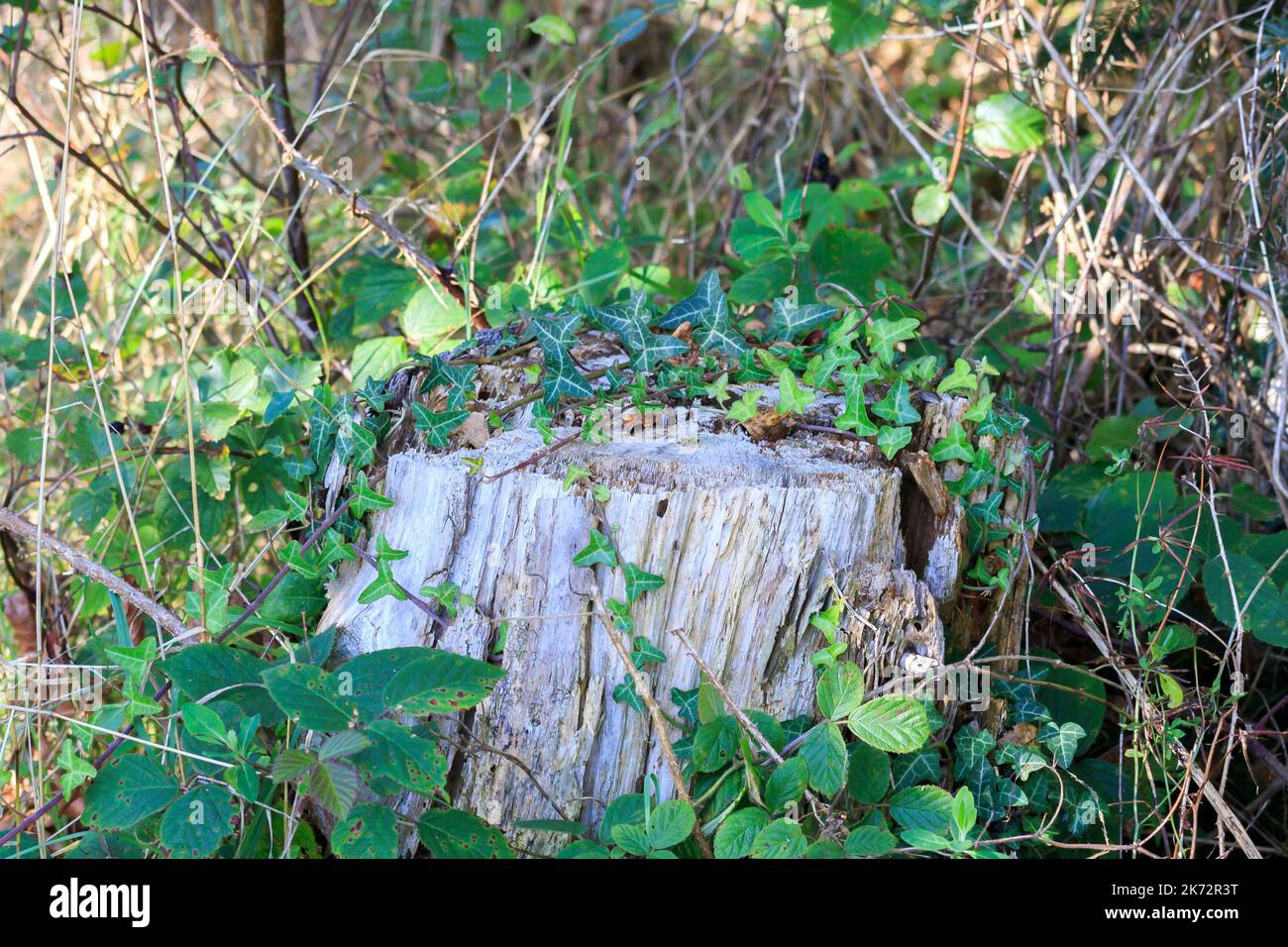 Ivy growing over an old rotting woodland tree stump Stock Photo