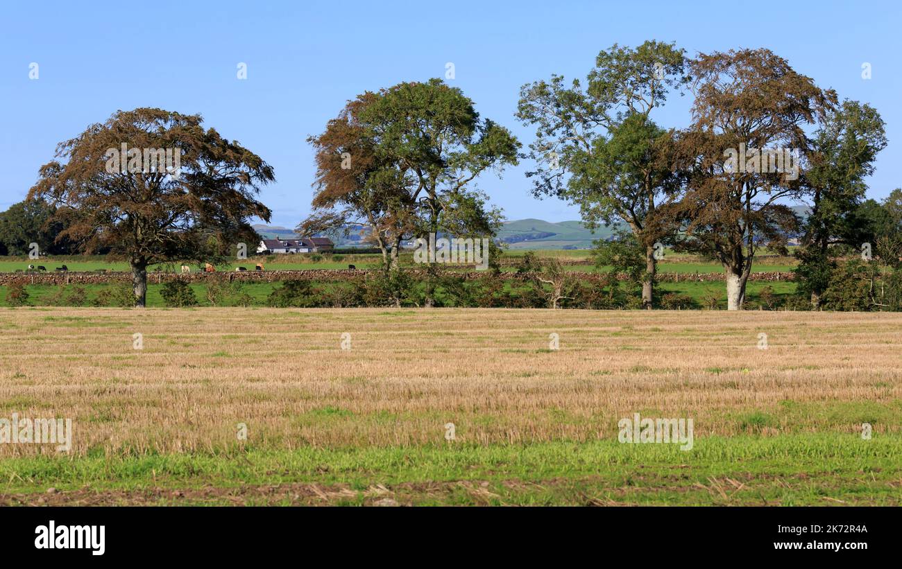 View over a stubble field with a tree lined edge row and cattle gazing in the far distance Stock Photo