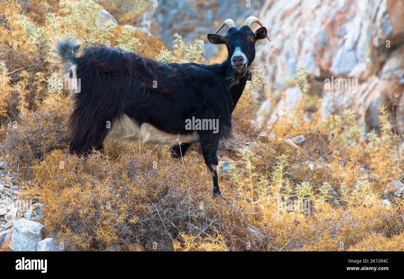 Black goat climbs rocks. Rhodes Island, Greece Stock Photo