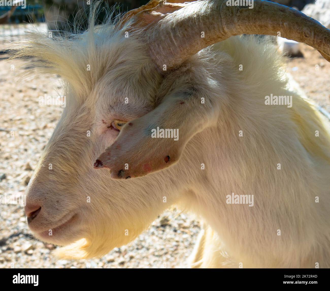Side view of portrait of white goat. Close up. Stock Photo