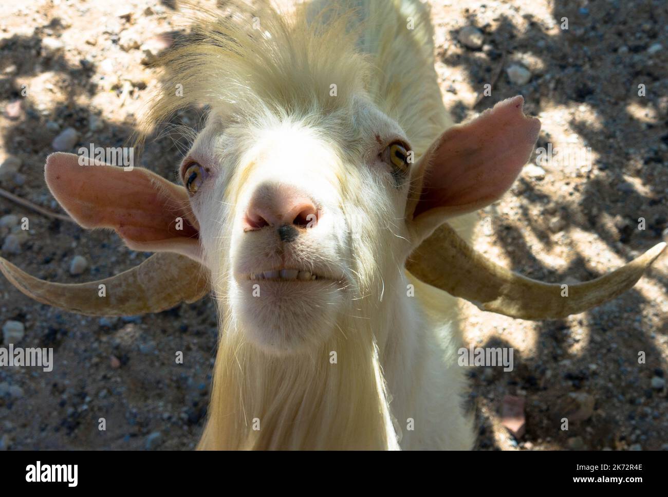 The muzzle of a white goat Stock Photo