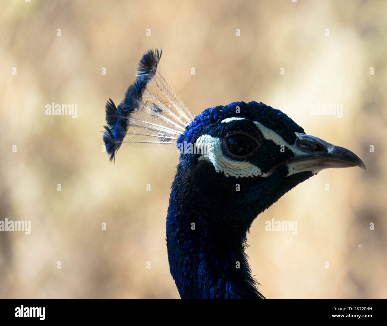 Portrait of a male peacock against blurred background. Close up Stock ...