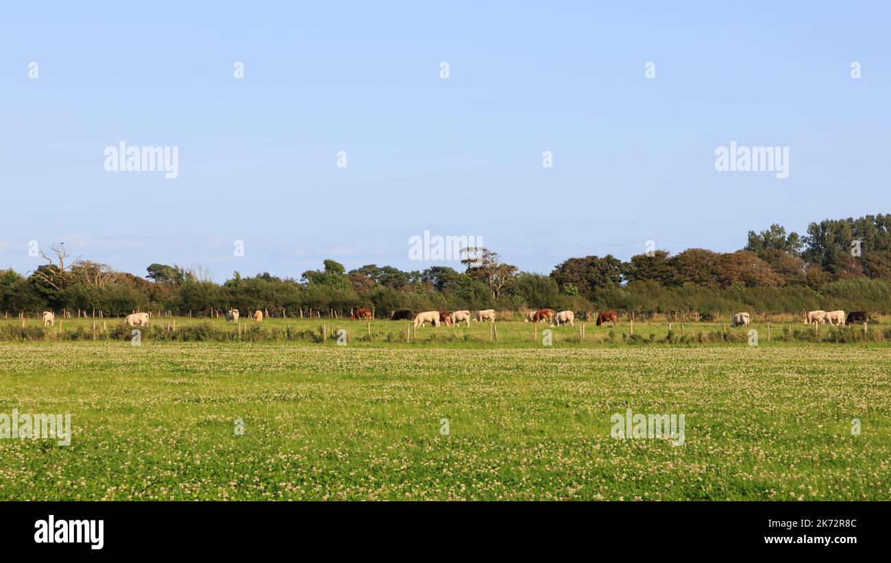 Sunlit mixed breed cattle gazing in a Scottish meadow Stock Photo