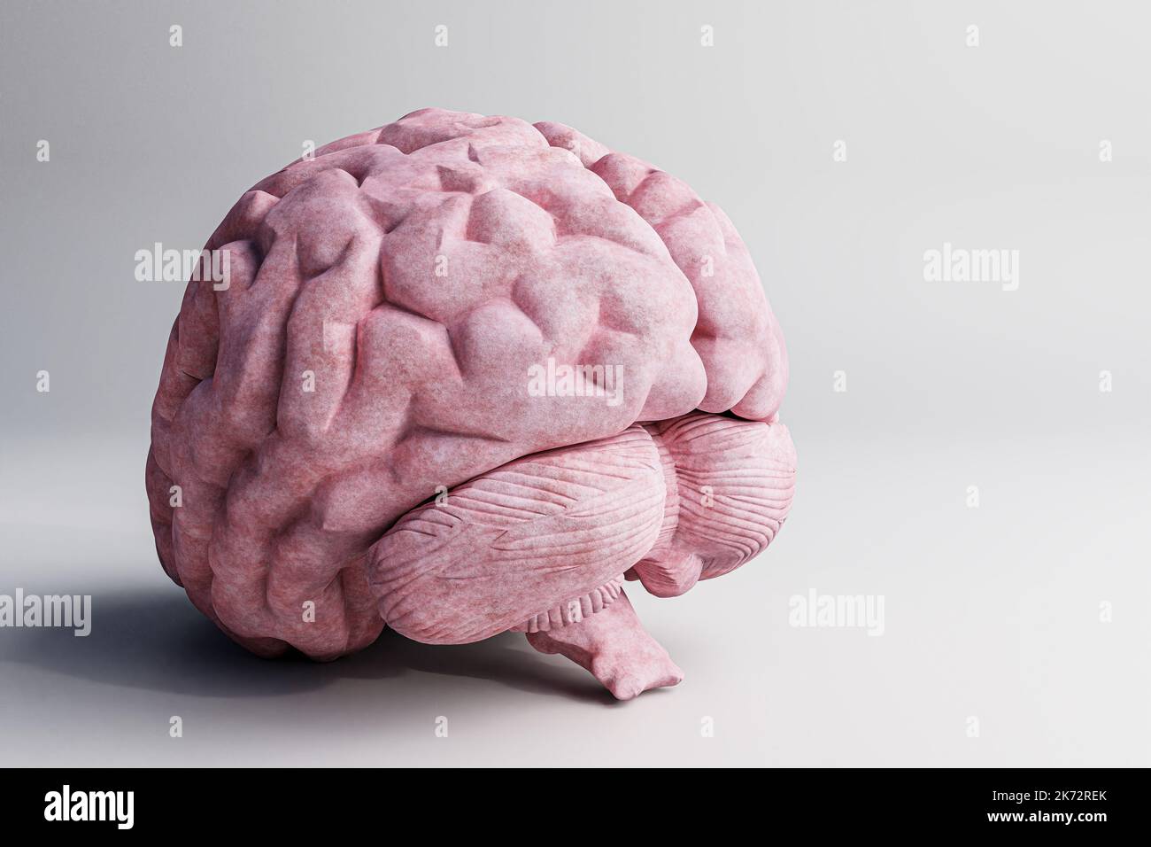 brain isolated on white background 3d illustration Stock Photo - Alamy