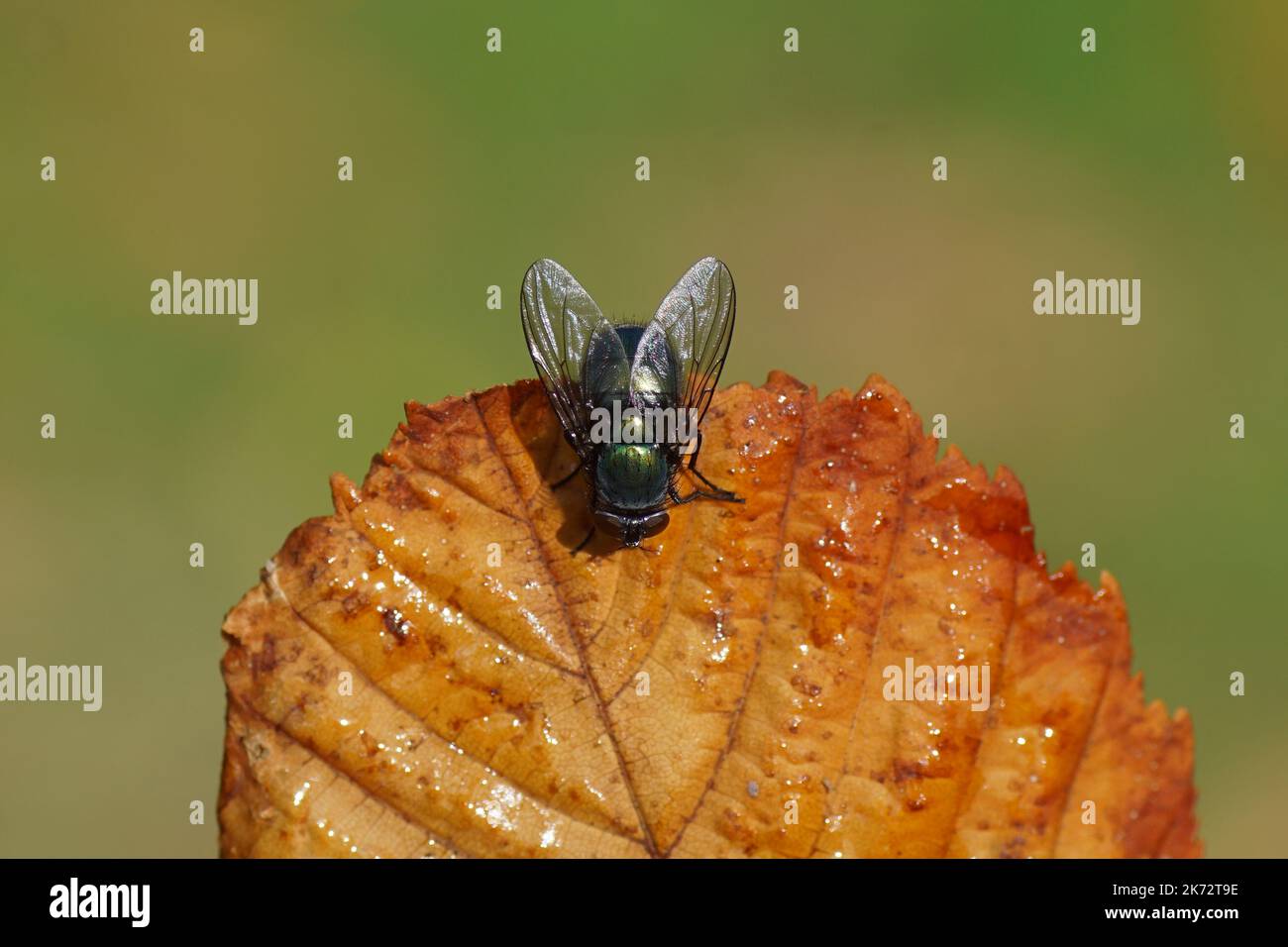 Female green bottle fly (Lucilia), family blow flies, Calliphoridae. On a withered horse chestnut leaf. Dutch garden. Autumn, October, Netherlands Stock Photo