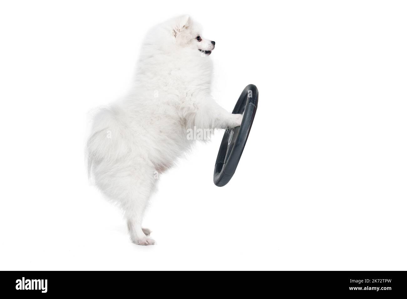 Funny fluffy white pomeranian spitz standing near to steering wheel isolated on white background. Concept of breed domestic animal. health care, vet Stock Photo