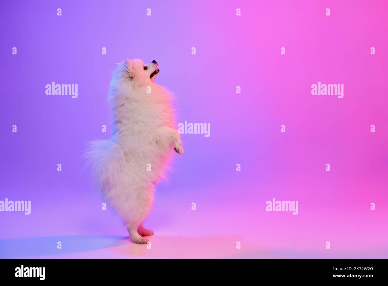 Cute small white pomeranian Spitz, doggy stands on its hind legs isolated over gradient pink-purple background in neon light. Concept of movement Stock Photo