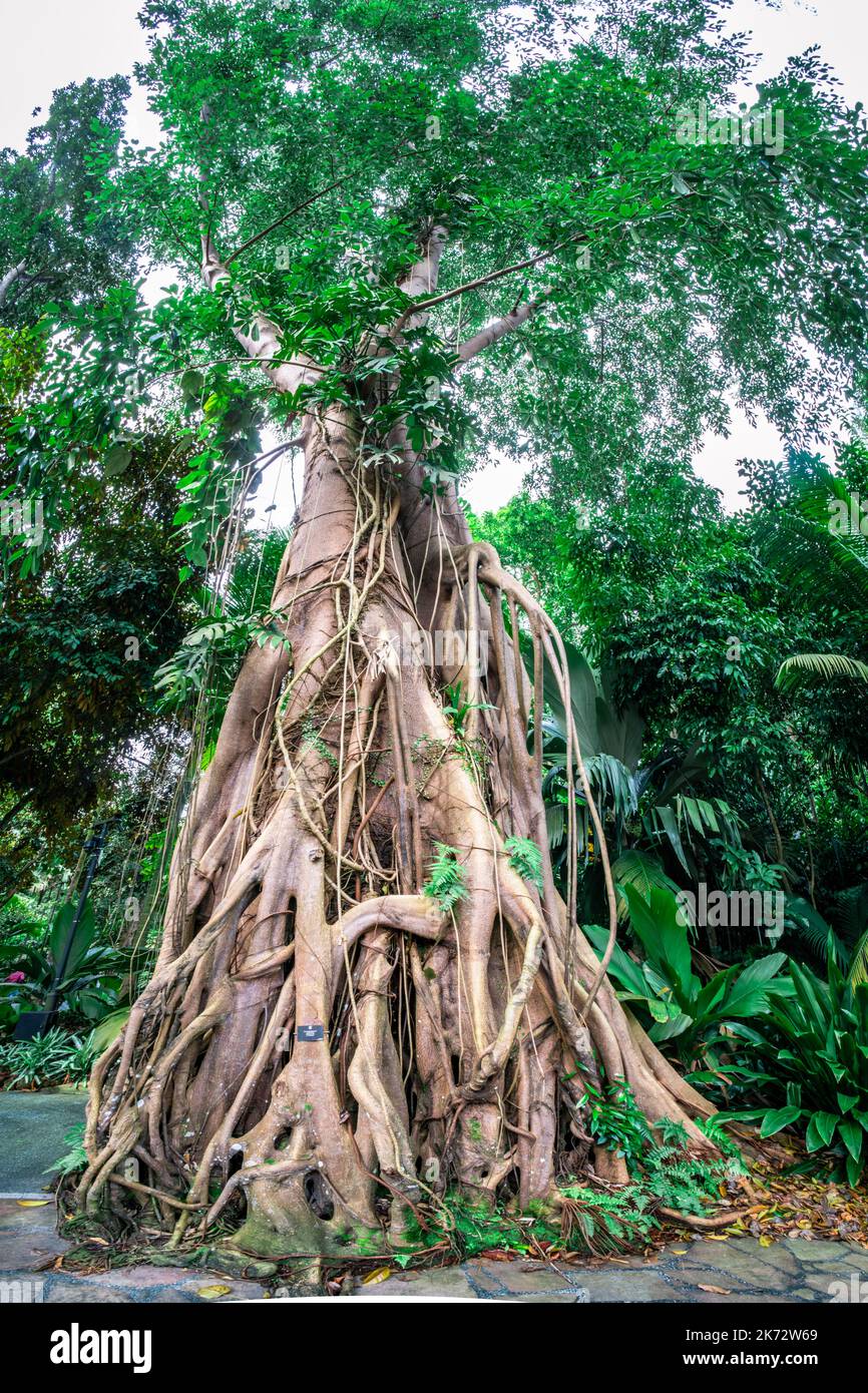 Heritage Tree in the Singapore Botanic Gardens. An UNESCO World