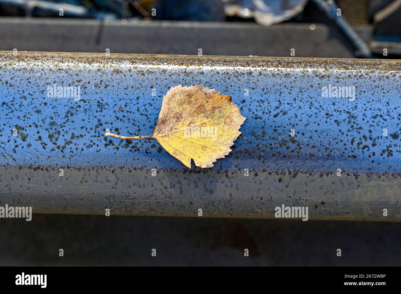 closeup of yellow autumn leaf on rail Stock Photo