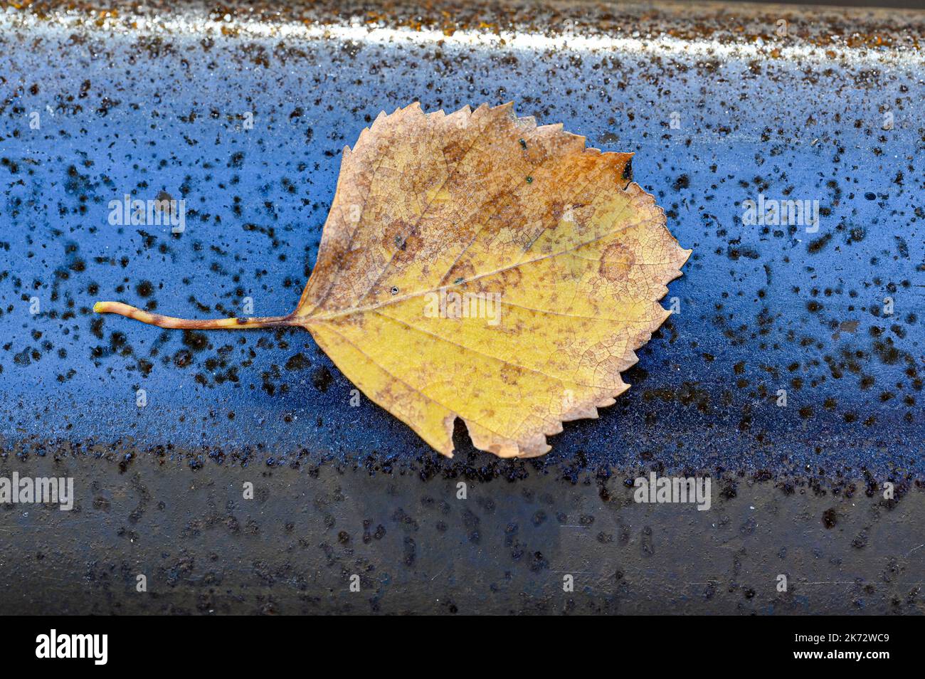 closeup of yellow autumn leaf on rail Stock Photo