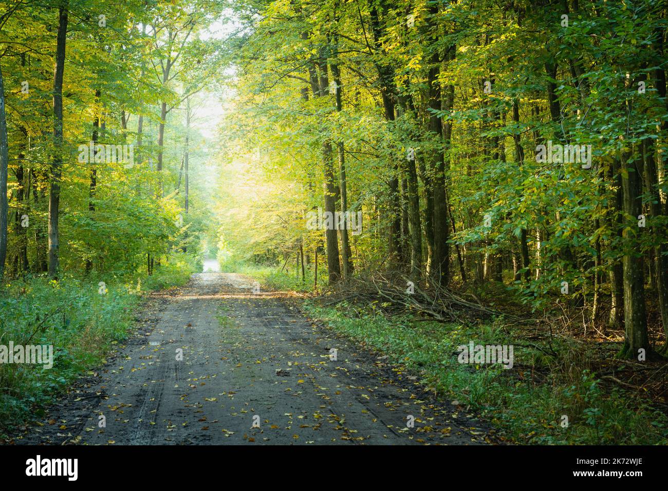 Dirt road through the forest and sunlight Stock Photo
