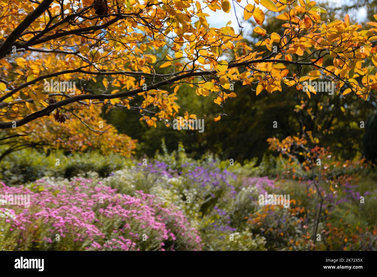Autumn garden with yellow leaves and colorful flowers Stock Photo