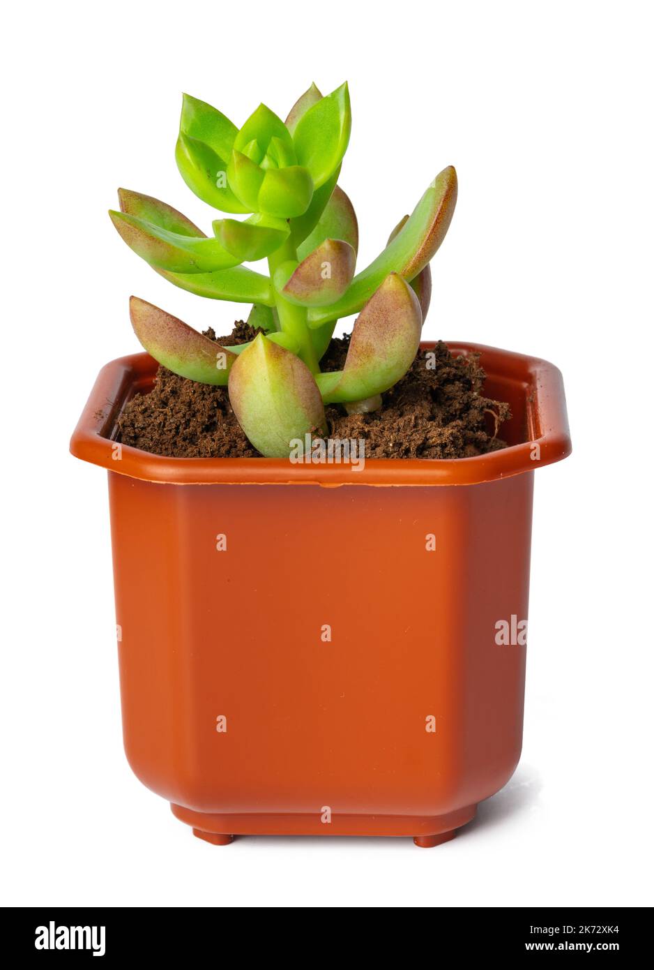 Succulent in pot isolated on white background Stock Photo