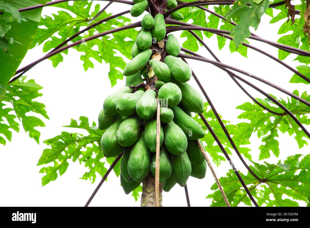 Closeup Image Of Natural Fresh Green Papaya Fruits On Tree Stock Photo